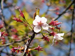 淵野辺公園の桜